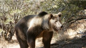 Preview wallpaper bear, grass, trees, rocks, walk