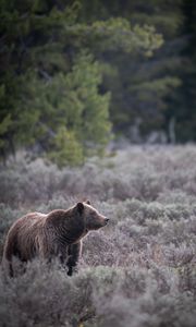 Preview wallpaper bear, grass, trees, wildlife