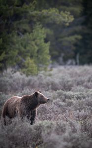 Preview wallpaper bear, grass, trees, wildlife