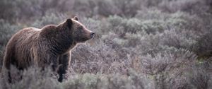 Preview wallpaper bear, grass, trees, wildlife