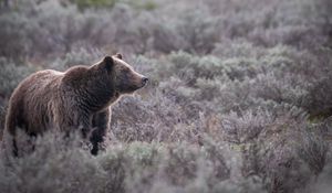 Preview wallpaper bear, grass, trees, wildlife