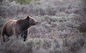 Preview wallpaper bear, grass, trees, wildlife