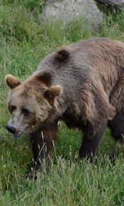 Preview wallpaper bear, grass, walk