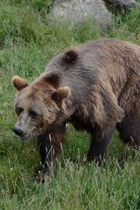 Preview wallpaper bear, grass, walk