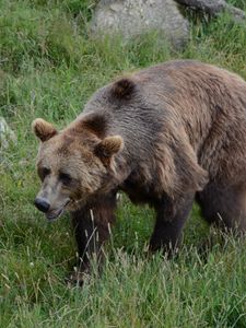 Preview wallpaper bear, grass, walk