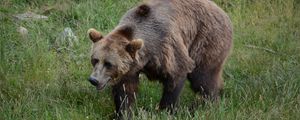 Preview wallpaper bear, grass, walk