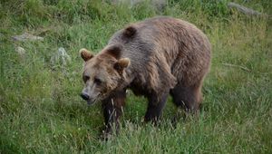 Preview wallpaper bear, grass, walk