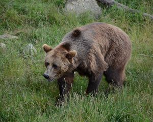 Preview wallpaper bear, grass, walk