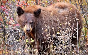 Preview wallpaper bear, grass, walk, dry