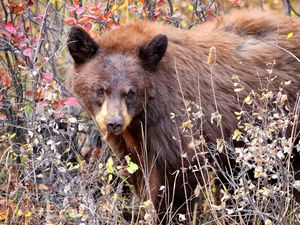 Preview wallpaper bear, grass, walk, dry