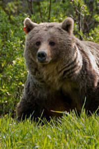 Preview wallpaper bear, grass, walk, large