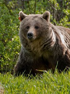 Preview wallpaper bear, grass, walk, large