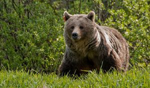 Preview wallpaper bear, grass, walk, large