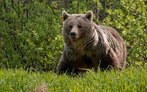 Preview wallpaper bear, grass, walk, large