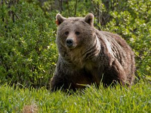 Preview wallpaper bear, grass, walk, large