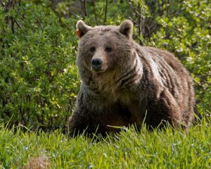 Preview wallpaper bear, grass, walk, large