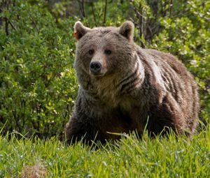 Preview wallpaper bear, grass, walk, large