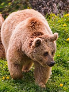 Preview wallpaper bear, grass, walk, couple