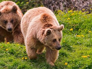 Preview wallpaper bear, grass, walk, couple