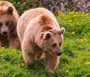 Preview wallpaper bear, grass, walk, couple