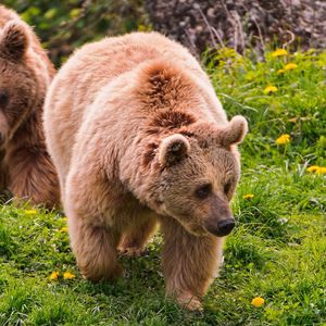 Preview wallpaper bear, grass, walk, couple