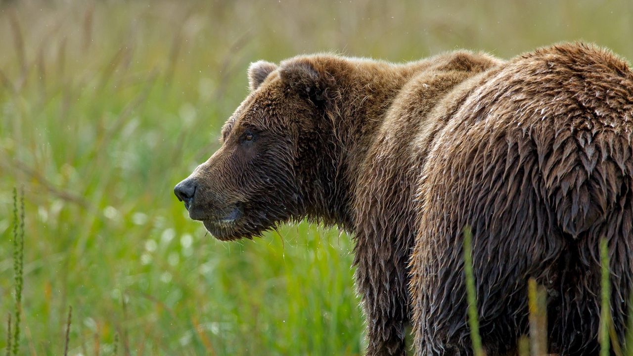Wallpaper bear, grass, wet snout