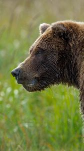 Preview wallpaper bear, grass, wet snout