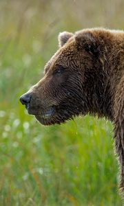 Preview wallpaper bear, grass, wet snout