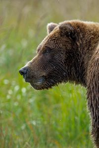 Preview wallpaper bear, grass, wet snout