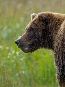 Preview wallpaper bear, grass, wet snout