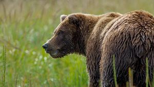 Preview wallpaper bear, grass, wet snout