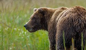 Preview wallpaper bear, grass, wet snout