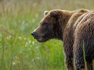 Preview wallpaper bear, grass, wet snout