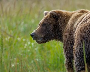 Preview wallpaper bear, grass, wet snout