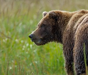 Preview wallpaper bear, grass, wet snout