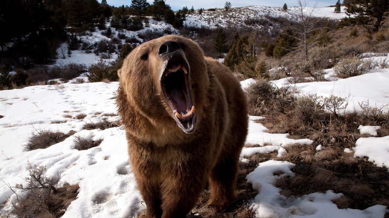 Wallpaper bear, grin, grass, snow, aggression