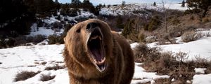 Preview wallpaper bear, grin, grass, snow, aggression