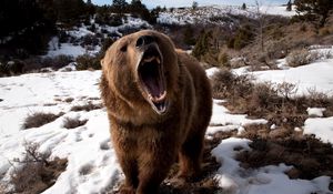 Preview wallpaper bear, grin, grass, snow, aggression