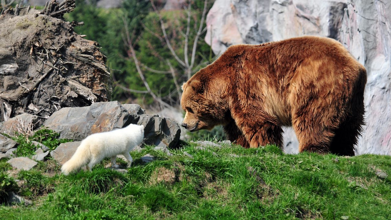 Wallpaper bear, grizzly bear, arctic fox, grass, rocks
