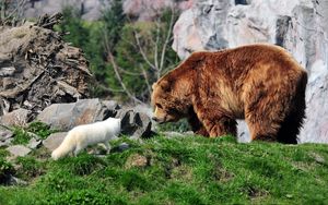 Preview wallpaper bear, grizzly bear, arctic fox, grass, rocks