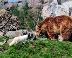 Preview wallpaper bear, grizzly bear, arctic fox, grass, rocks