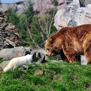 Preview wallpaper bear, grizzly bear, arctic fox, grass, rocks