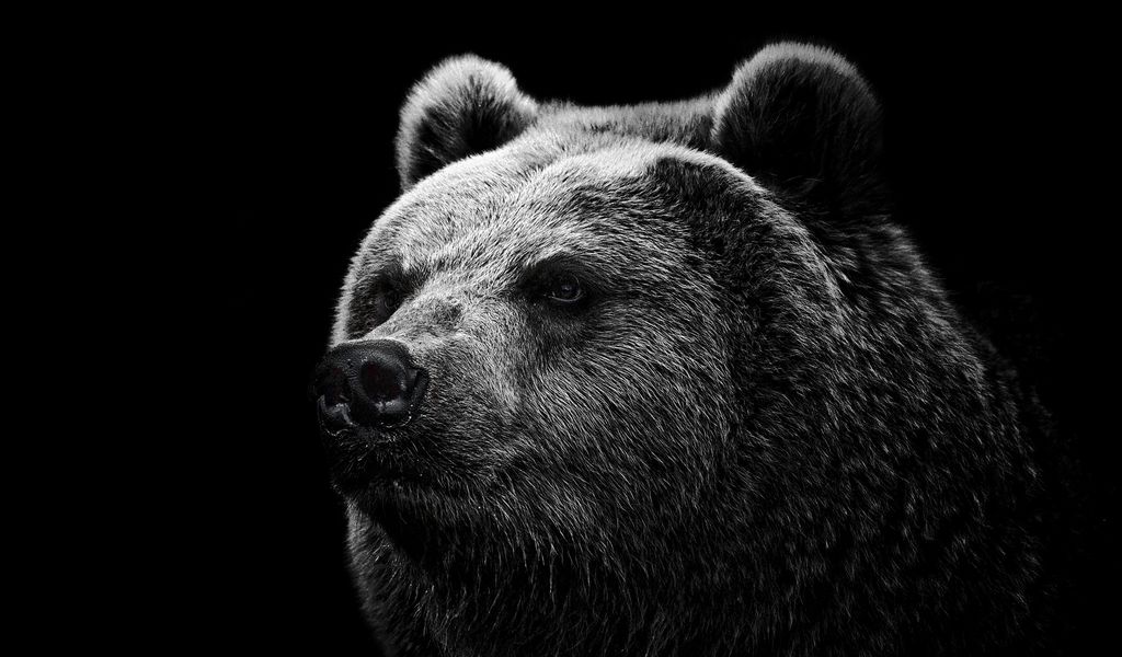 1024x600 Wallpaper bear, grizzly bear, eyes, nose