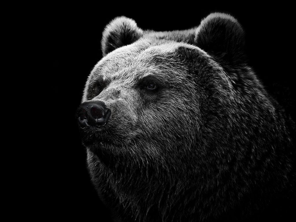 1024x768 Wallpaper bear, grizzly bear, eyes, nose