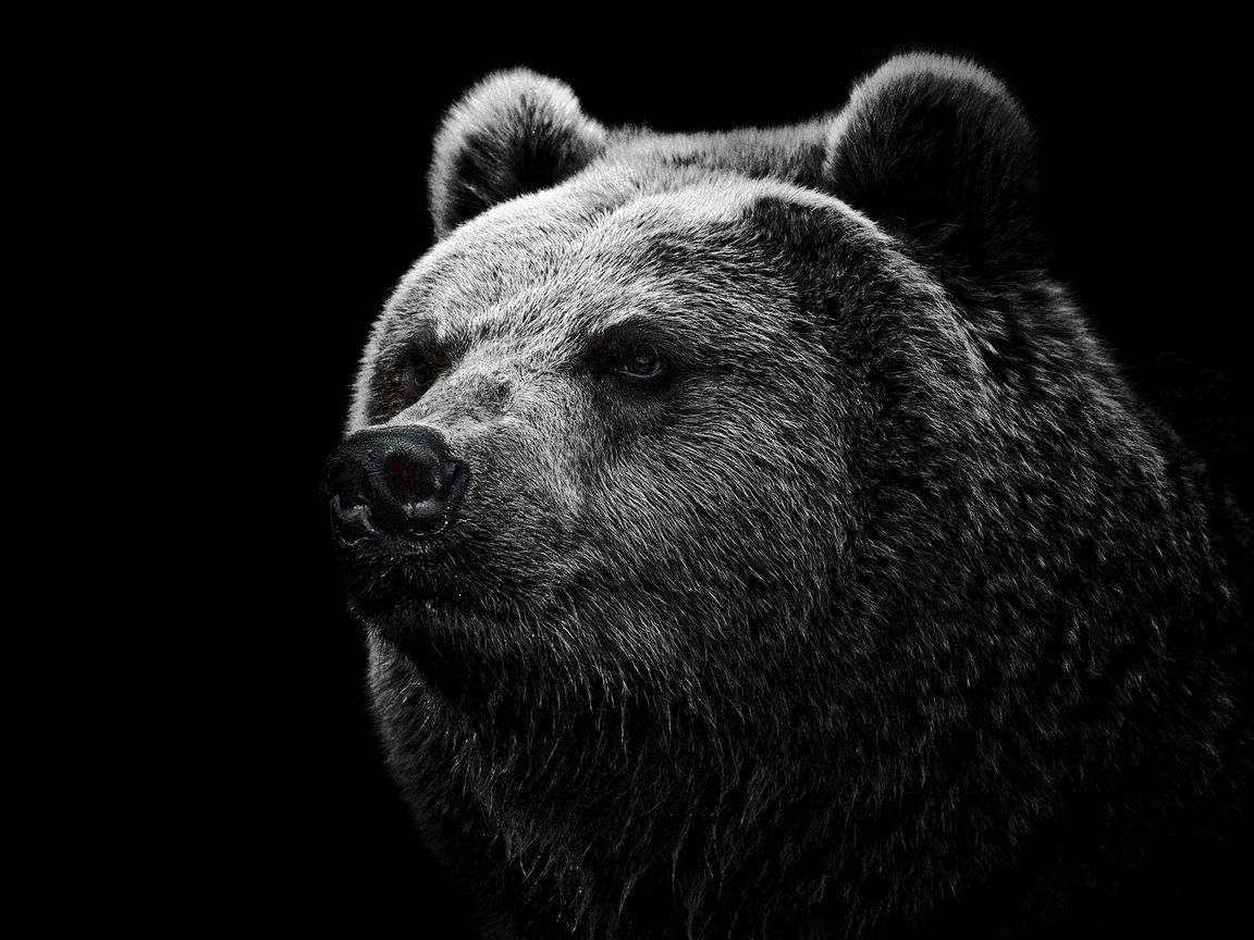 1152x864 Wallpaper bear, grizzly bear, eyes, nose