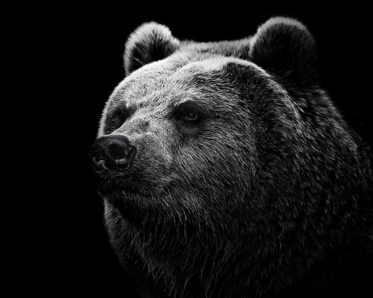 1280x1024 Wallpaper bear, grizzly bear, eyes, nose