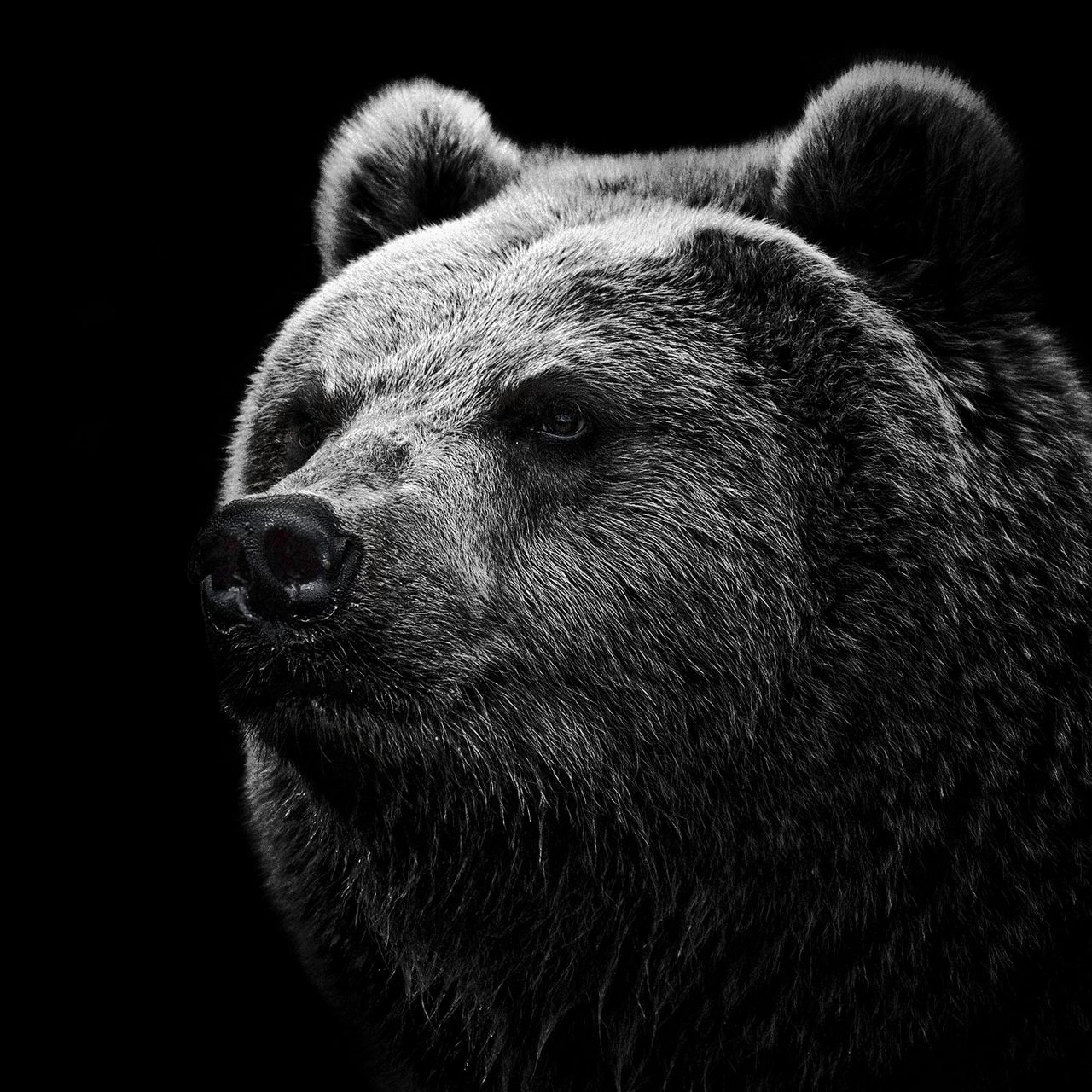 1280x1280 Wallpaper bear, grizzly bear, eyes, nose