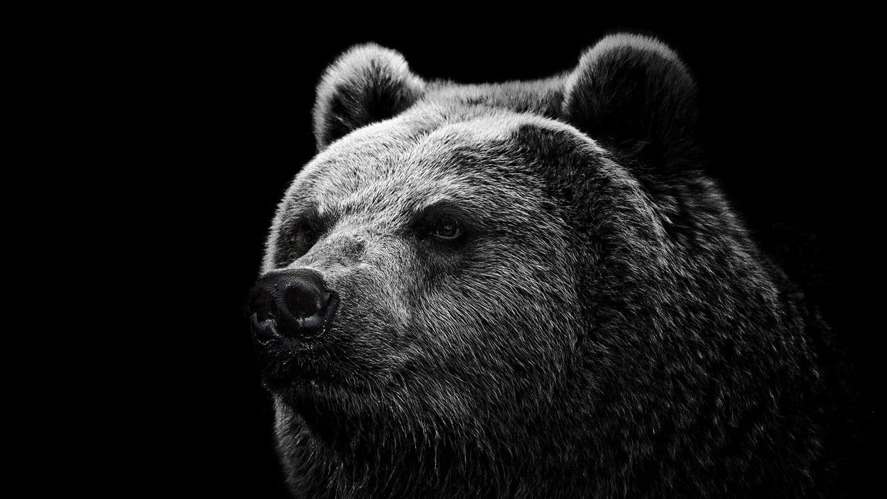 1280x720 Wallpaper bear, grizzly bear, eyes, nose