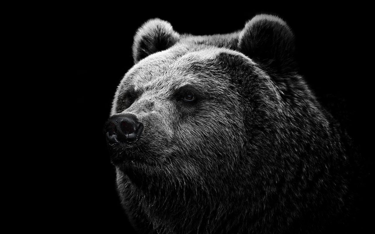 1280x800 Wallpaper bear, grizzly bear, eyes, nose