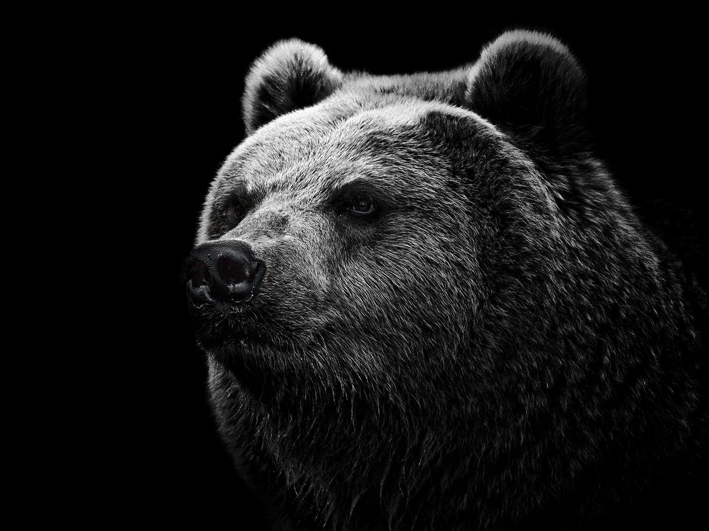 1400x1050 Wallpaper bear, grizzly bear, eyes, nose